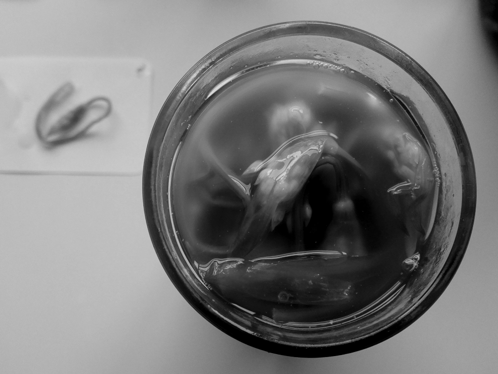 ramsen in a jar